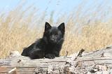 SCHIPPERKE 109